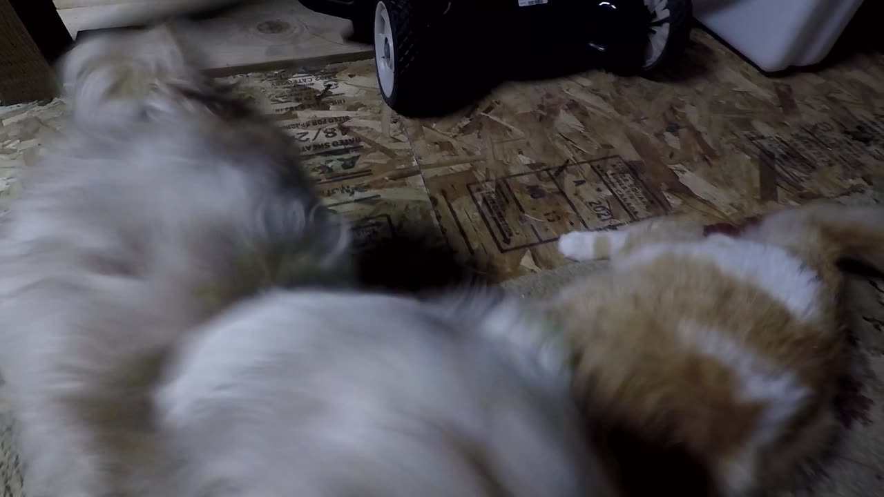 Shih tzu-Jiu Jitsu - Cat/Dog fight (graphic violence)