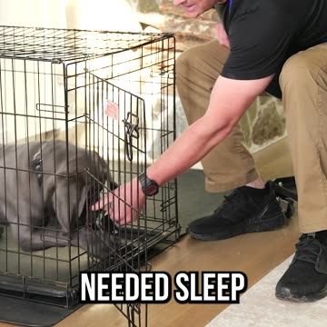 Should You Crate Train Your Puppy?