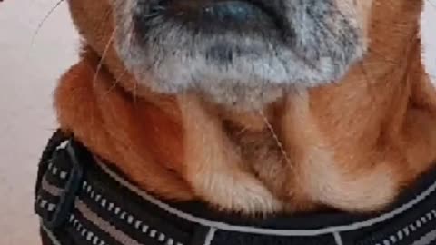 TRUTH PUPS NEWS
