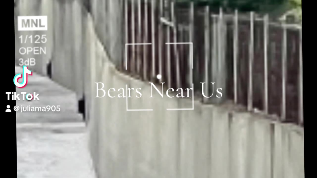 Visiting Bears