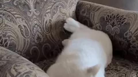 Cute Cat Gif