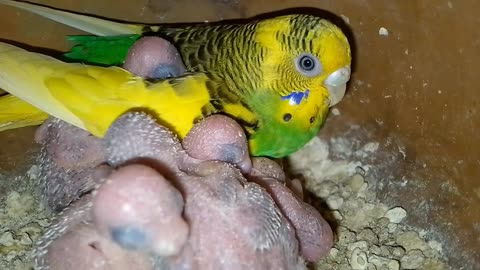 birds funny viral video