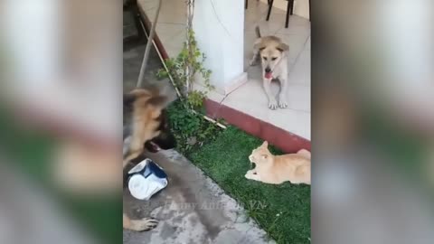 Funniest Animals 2023 😂 Funny Cats and Dogs 🐱🐶 | Funny Animal Videos