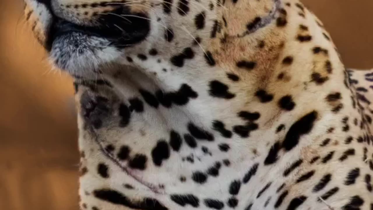 Wildlife with a natural perspective & funs