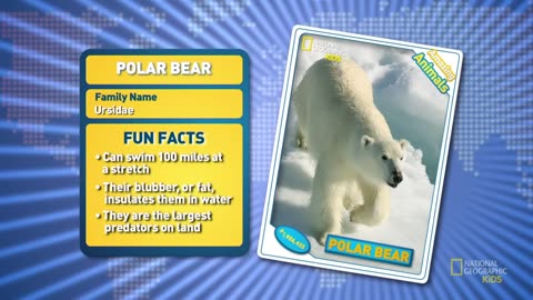 Polar Bear Fun Facts