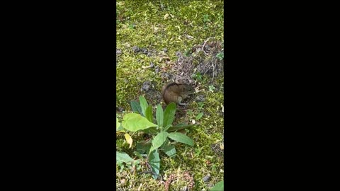 Northern birch mouse daddy