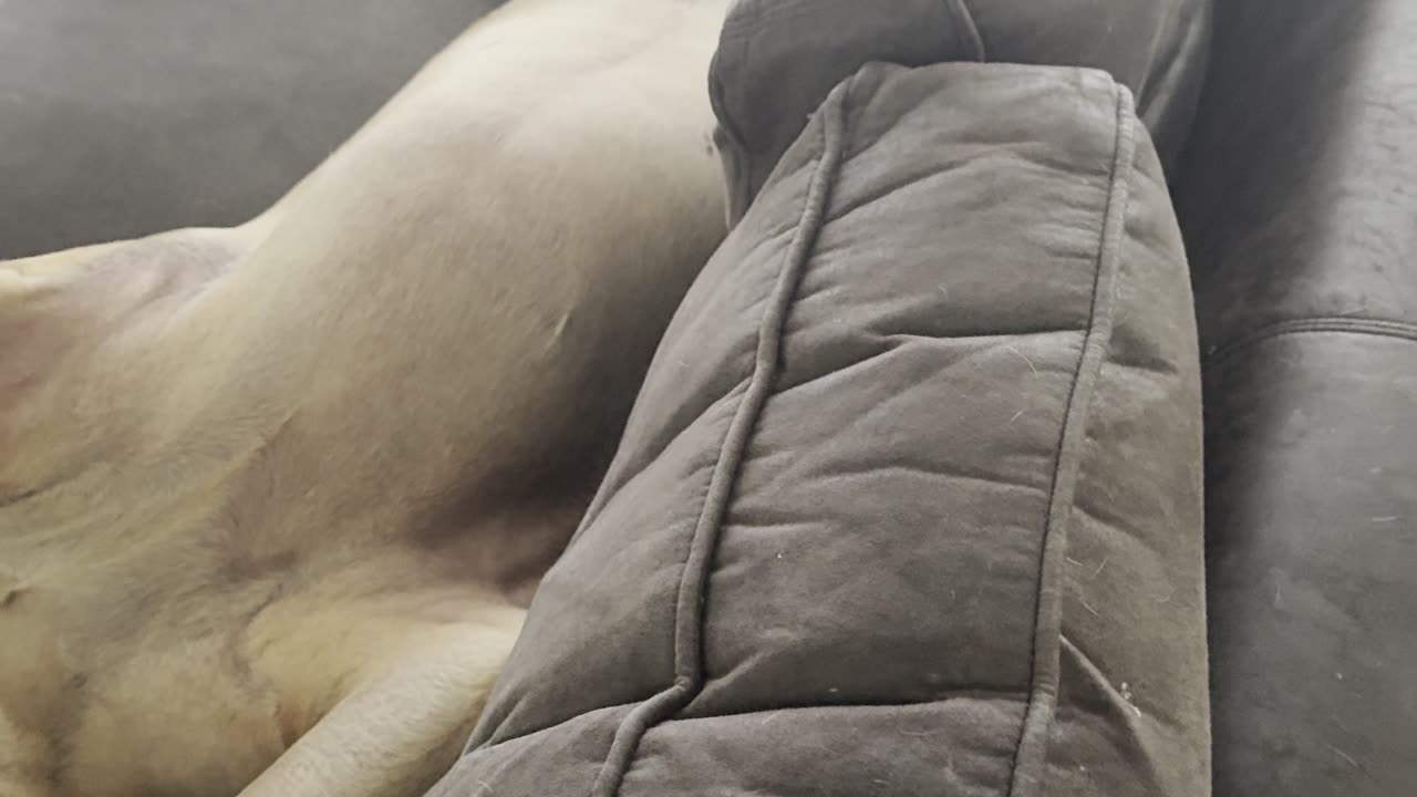 English Mastiff Lounges on Couch