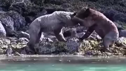 Craziest bear Fight