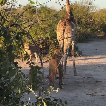 Lions attack and take down a Giraffe