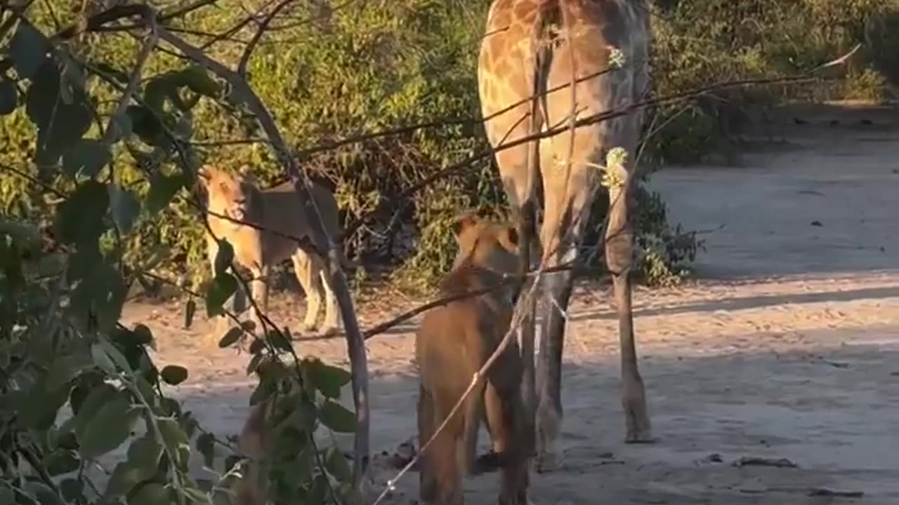 Lions attack and take down a Giraffe