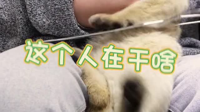 Another cat can play erhu, does your zha just this