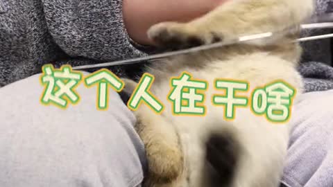 Another cat can play erhu, does your zha just this