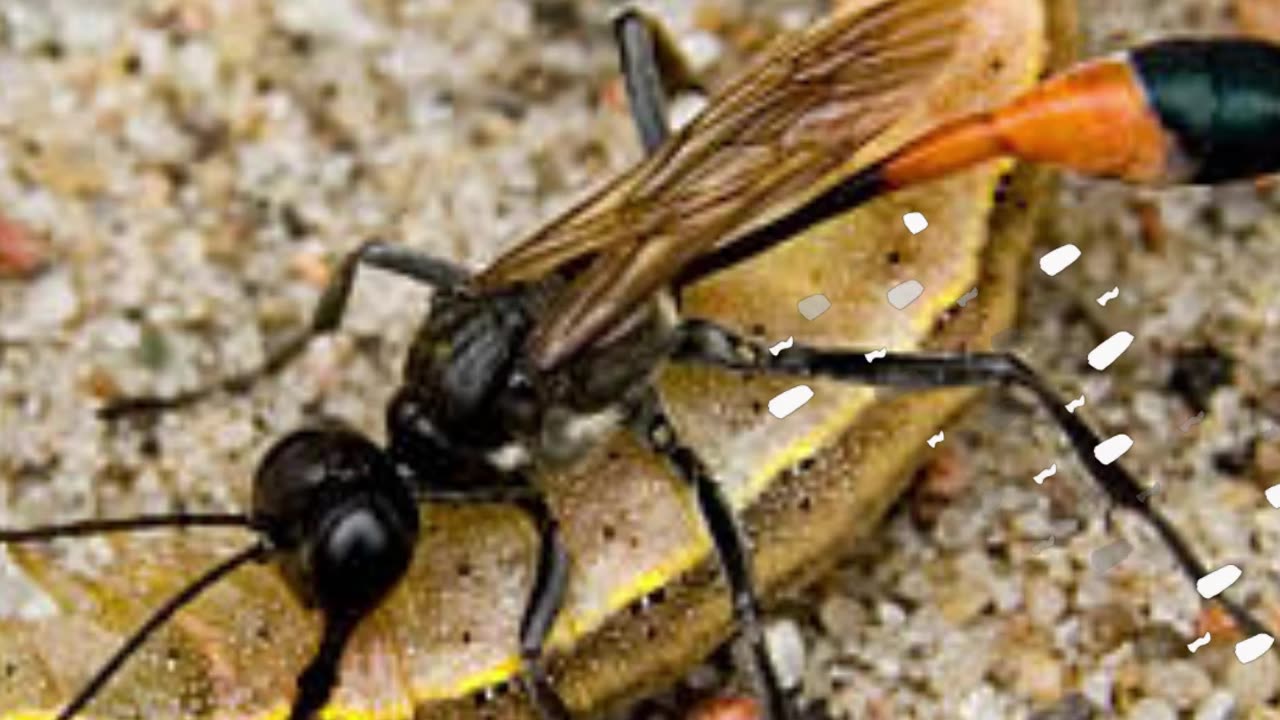 Top 10 Smallest Insects in the World