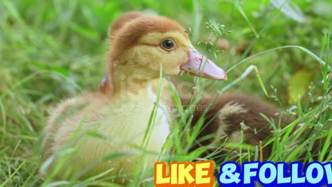 Cute little ducklings walking on the lawn