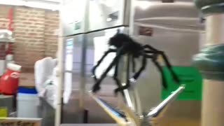 Flashback To Halloween In City Market. Part 3.