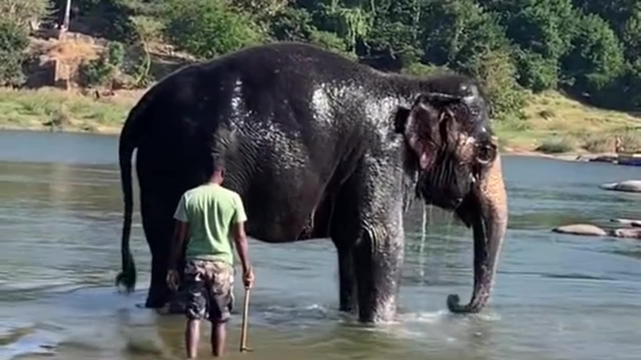 Elephant bathing | Shorts