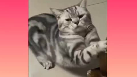 Funny videos for you 2023/2024