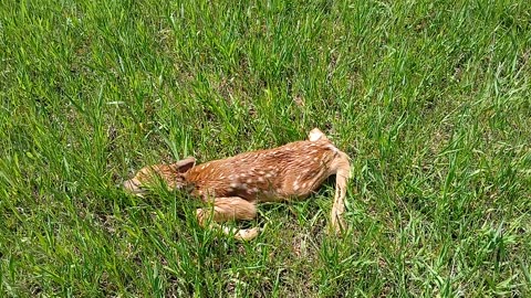 05/30/24 This newborn? baby fawn was hiding in our work area.