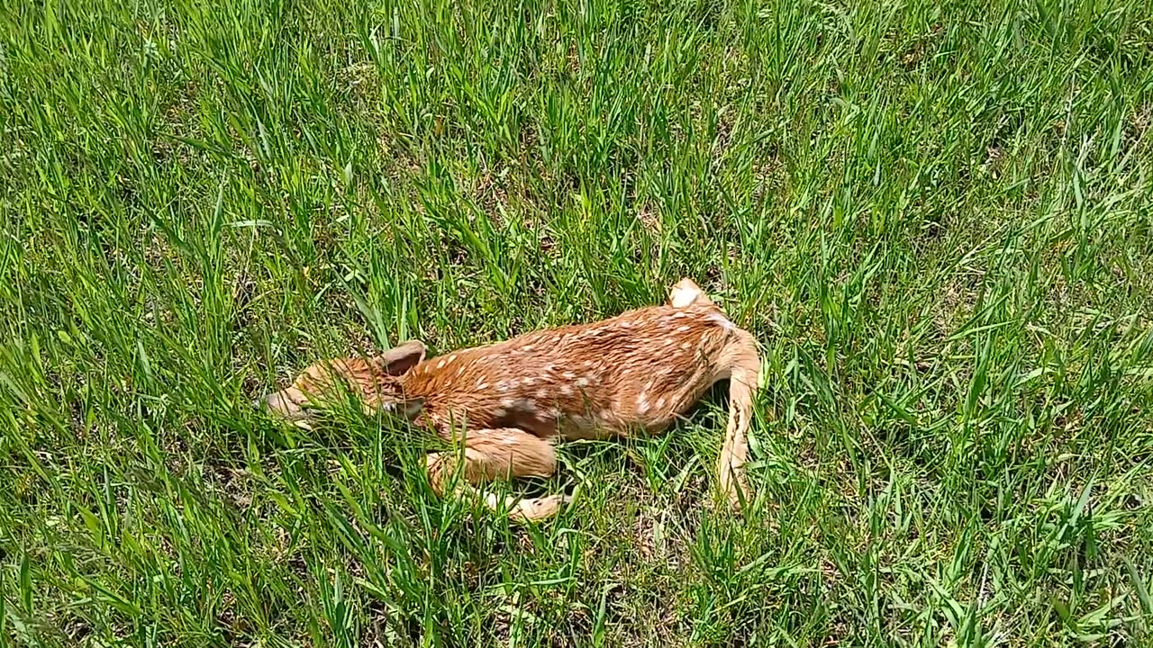 05/30/24 This newborn? baby fawn was hiding in our work area.
