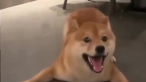 Happy puppy