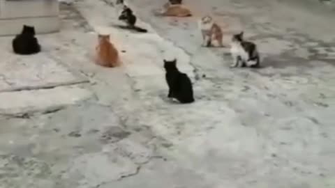 nice cats