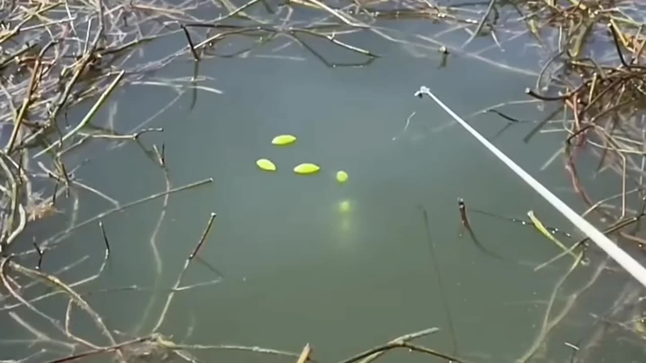 Fish ! 🎣🐟
