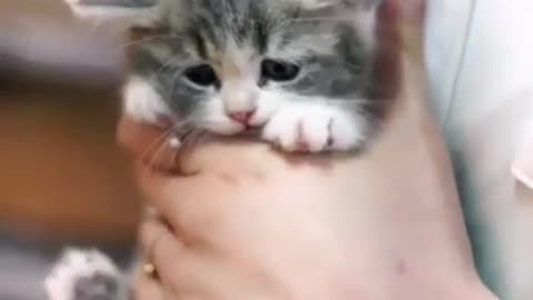 🙏❤🎉🎉🎉🎊🎊🎊️SWEET AND FUNNY ANIMALS SHOTS 🙏❤️❤️🎉🎉🎉🎊🎊🎊