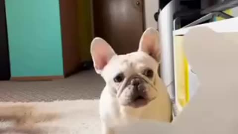 Crazy dog | funny dog