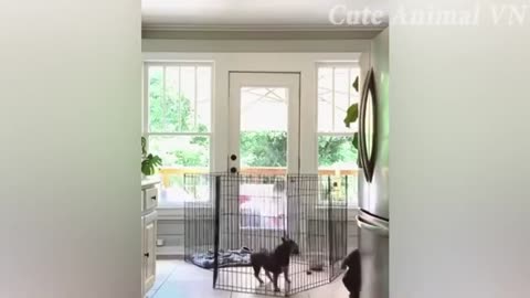 Funniest Cats and Dogs 😺🐶