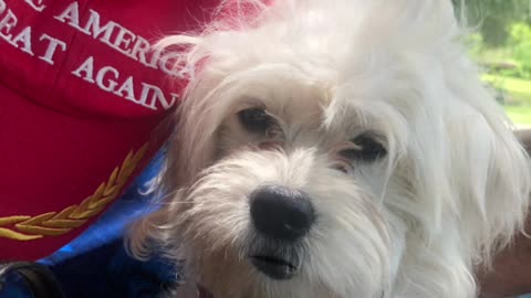 Patriot Loulou news 🗞️ Loulou interviews k Harris and ask about Tampon Tim etc 😳🇺🇸