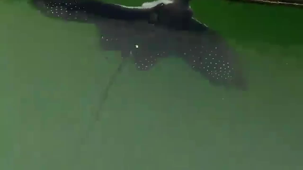 Wildlife