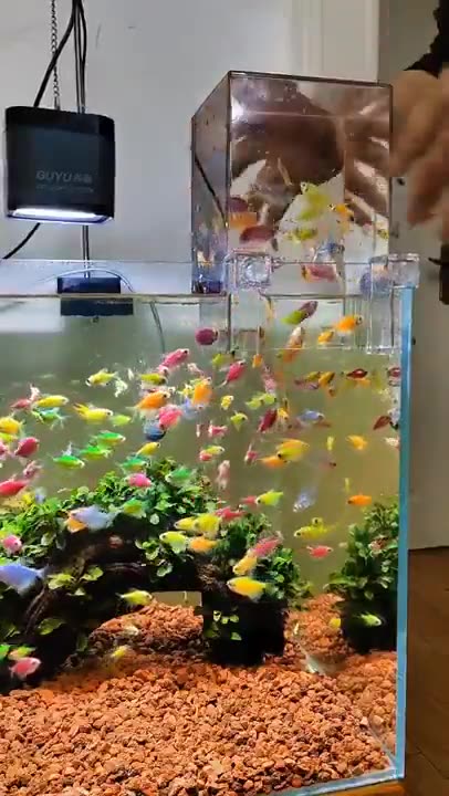 Adding an extension to the aquarium