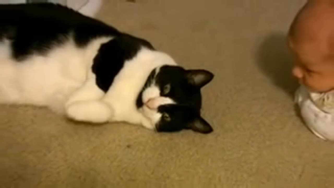 Cats Meeting Babies for the FIRST Time [NEW] Compilation