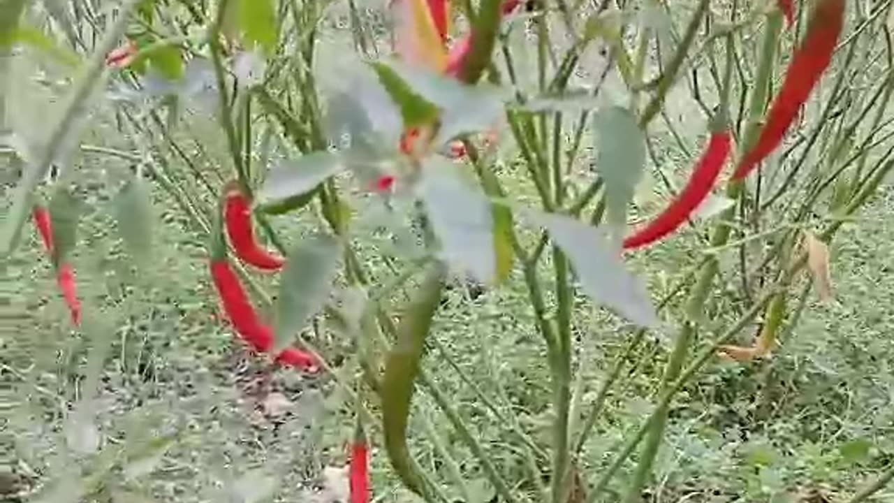 Red and green pepper on the tree.