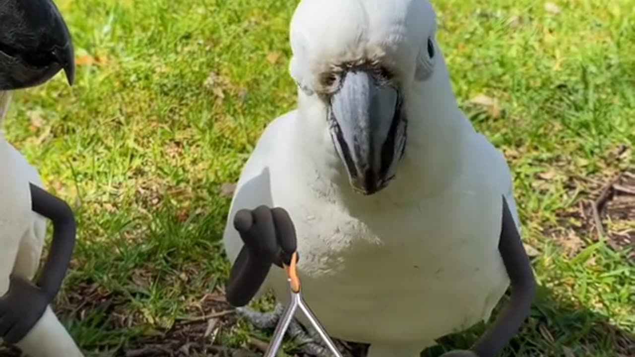 Aviary Aesthetics: Painting Birds