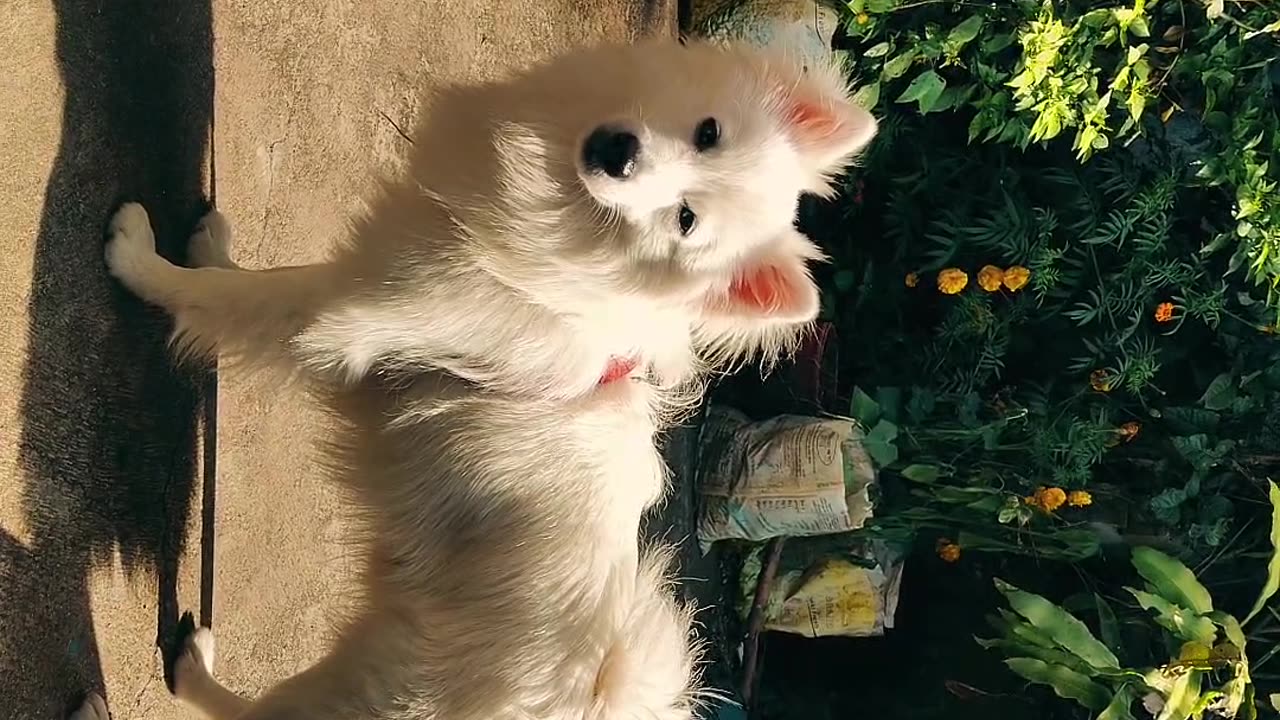 Funny puppy