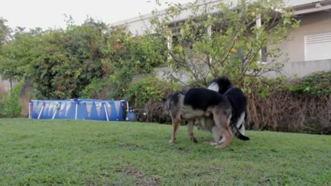 Adorable Dogs