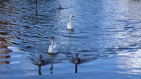 Svanfamilj i Sankt Olovs sjö, Landskrona 11 Aug. 2016
