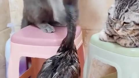 cat & Duck