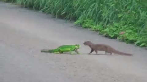 when the mongoose meets the lizard