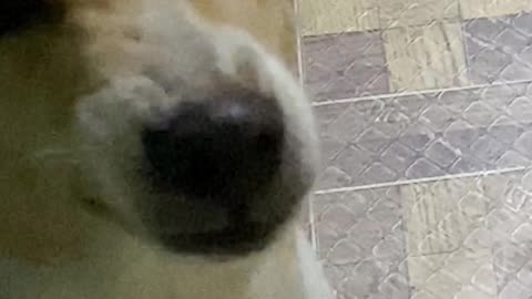 Muffin the Smiling Dog