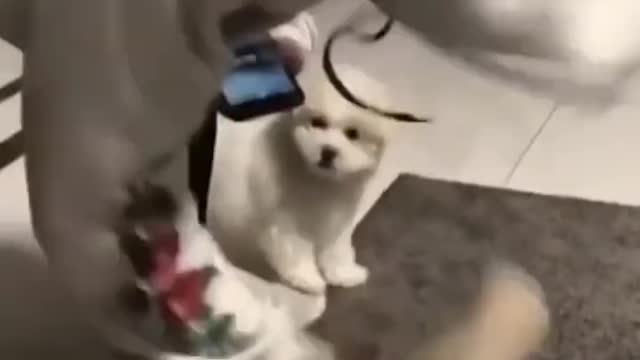 Cute cat and dog 🐶🐕 🐱 funny videos funny 😄