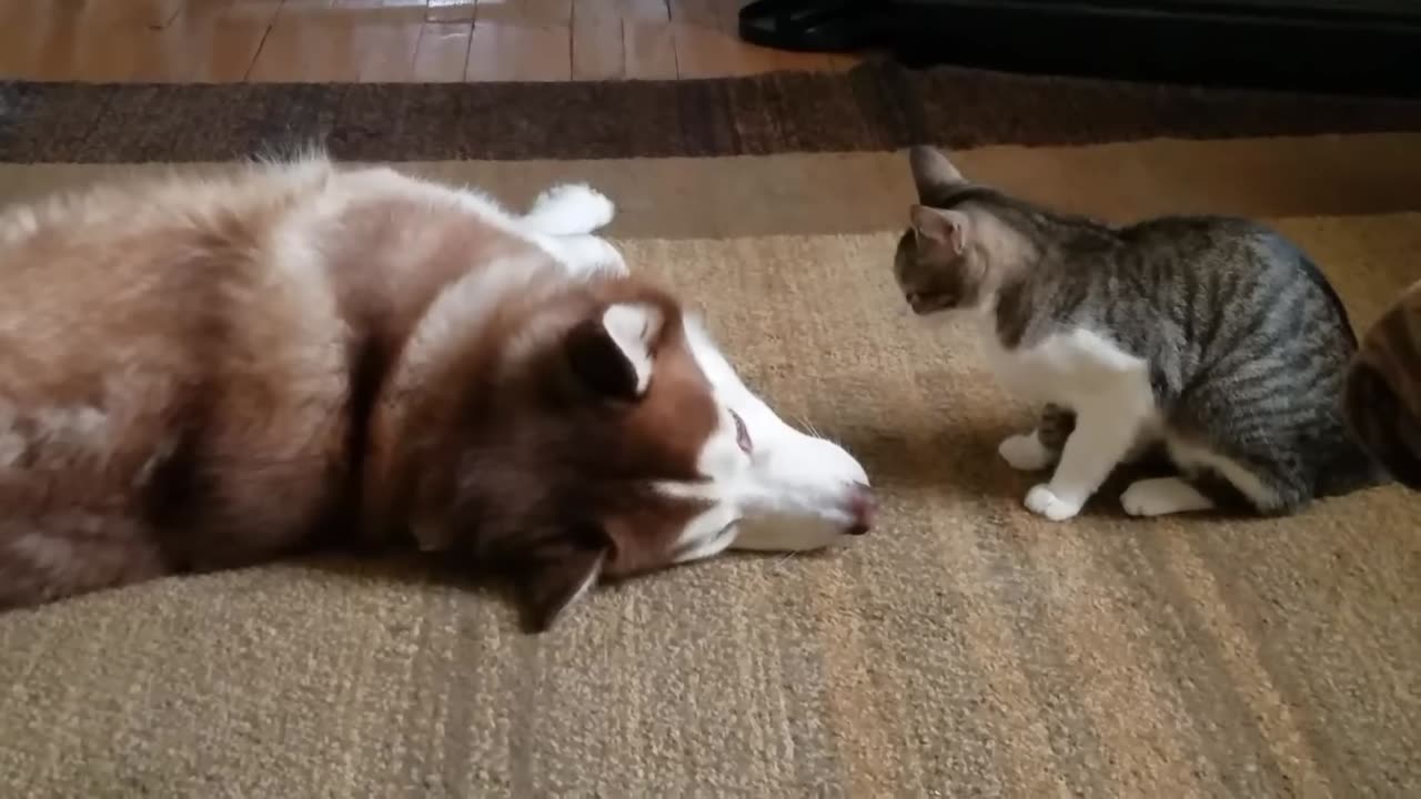 Cat and husky both are playing