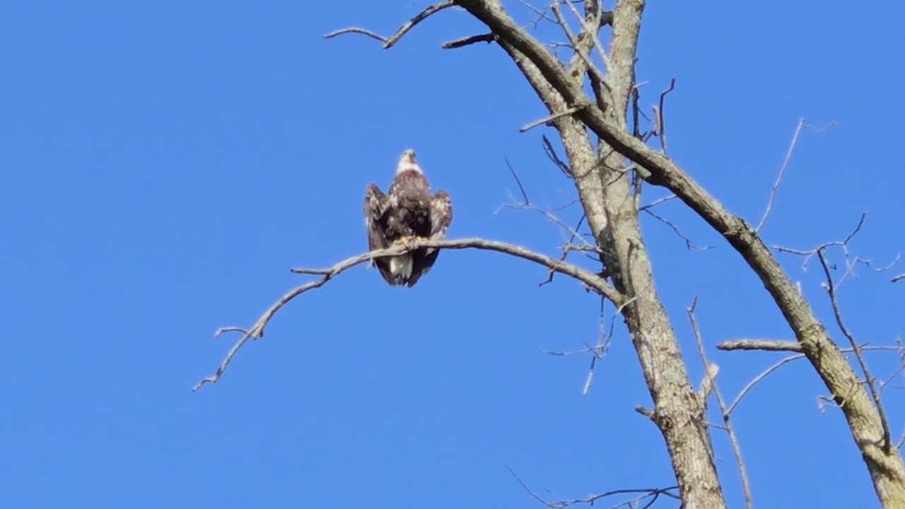 Bald Eagle