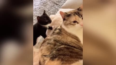 FFunniest Animals 2023 😂 Funny Cats and Dogs 🐱🐶 | Funny Animal Videos 2023