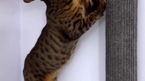 DIY Cardboard Tube Cat Scratching Post