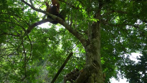 Make Swing on the Tree | Bushcraft Camp in the Woods | Free Bushcraft Ep.13