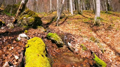 Nature Sounds to relax