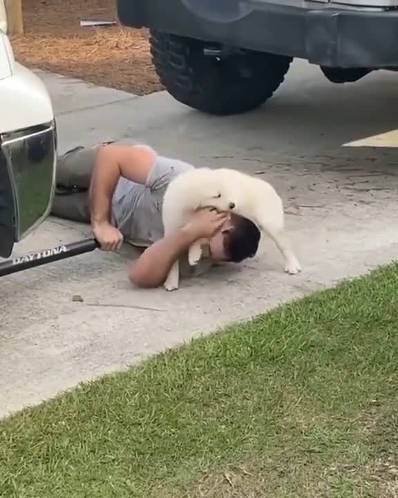 cute cat and man funny video