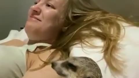 Funny animals, sloth seem to be bothered by his human friend